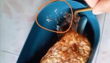 Menu MBG yang diduga berulat (madurakita.com)